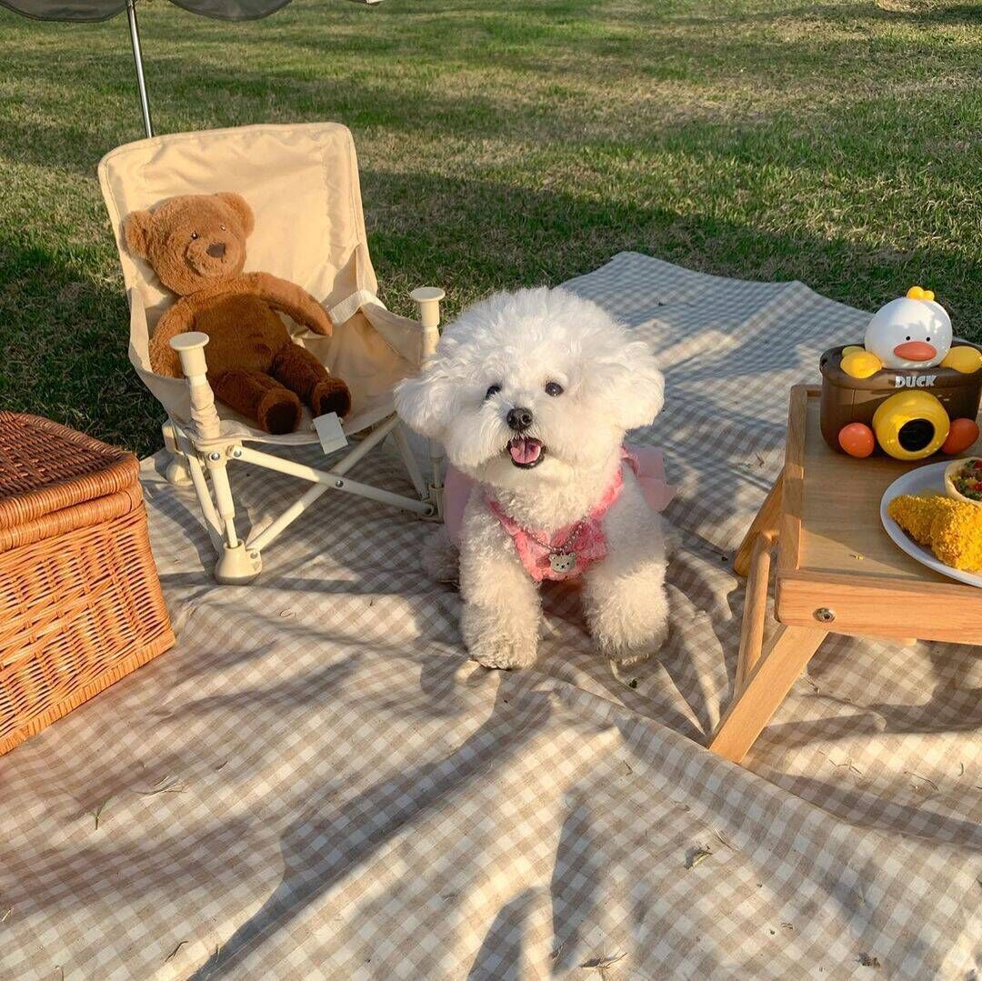 Spring And Summer Fashion Pet Dress - GlamzLife