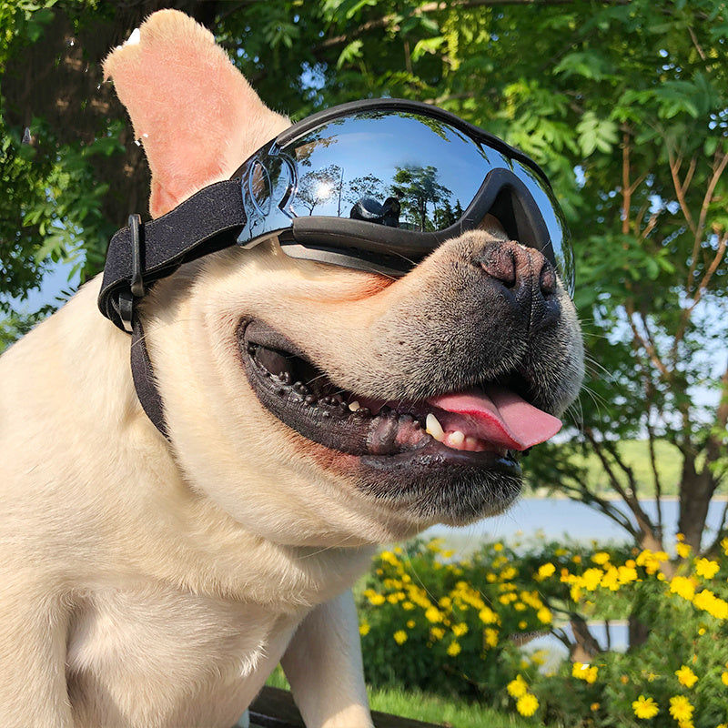 Pet Sunglasses Dog Windproof Glasses - GlamzLife